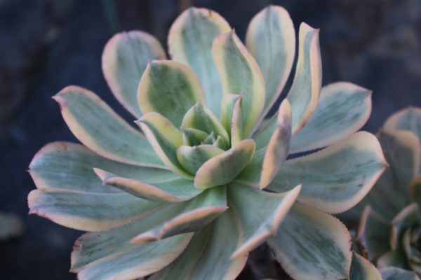Aeonium 'Sunburst' - immagine 2