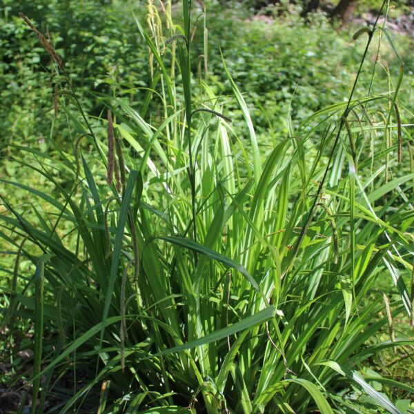 Carex pendula - immagine 2