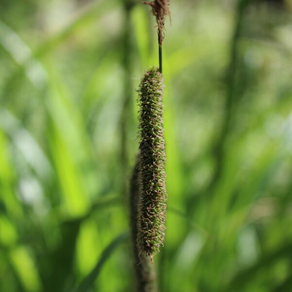 Carex pendula