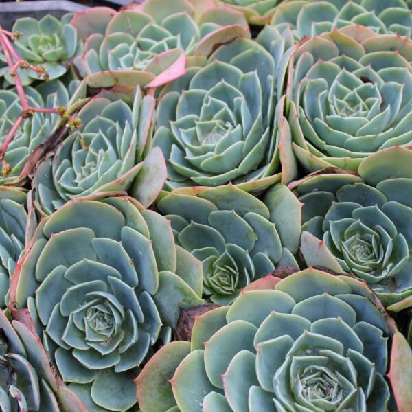 Echeveria secunda var. glauca