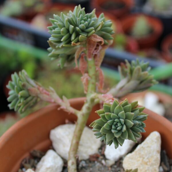 Graptosedum 'Mediterranean Mystery'