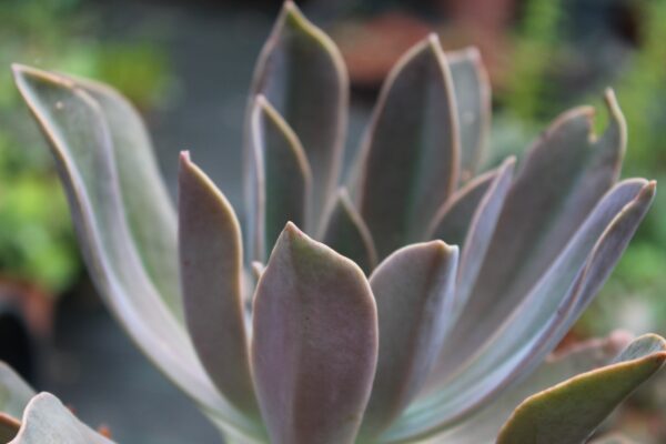 Graptoveria 'Fred Ives' - immagine 2