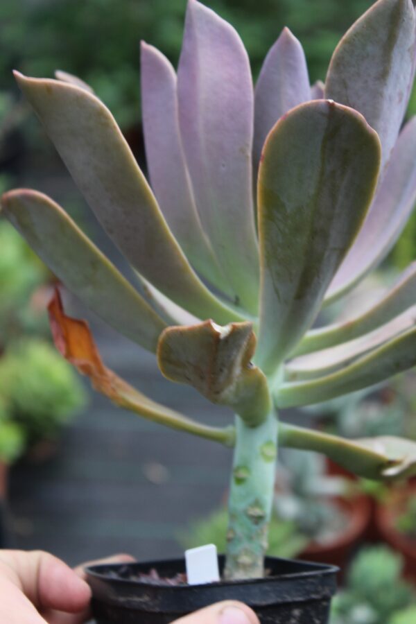 Graptoveria 'Fred Ives' - immagine 3