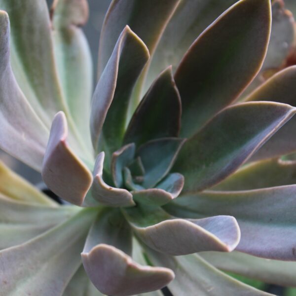 Graptoveria 'Fred Ives'