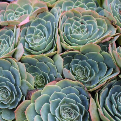 Succulente & Cactacee