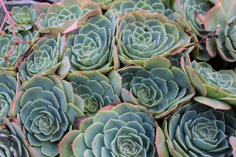 Echeveria