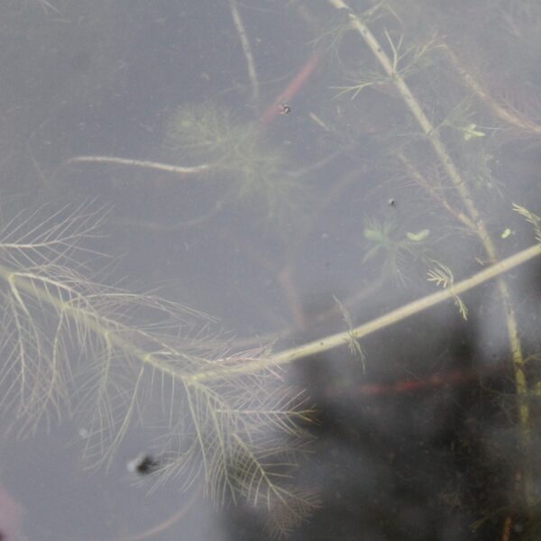 Myriophyllum sp. 'Roraima' - immagine 2