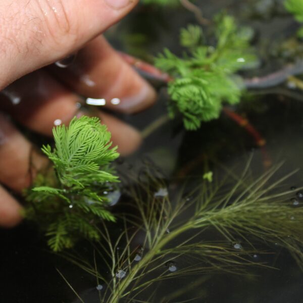 Myriophyllum sp. 'Roraima' - immagine 3