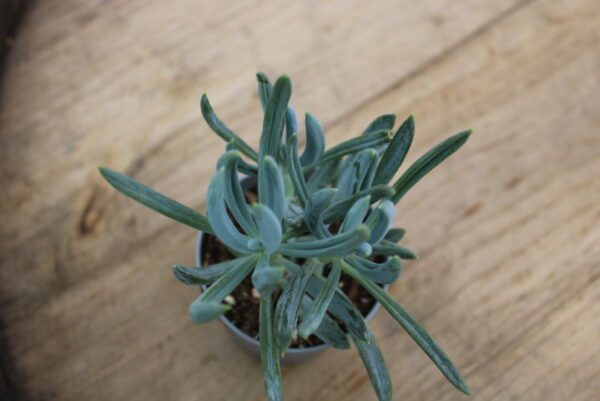 Senecio serpens