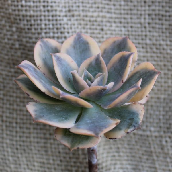 Aeonium 'Sunburst'