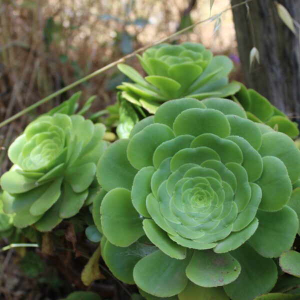 Aeonium undulatum ssp. pseudotabuliforme