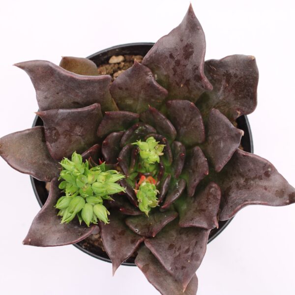 Echeveria 'Black Prince'