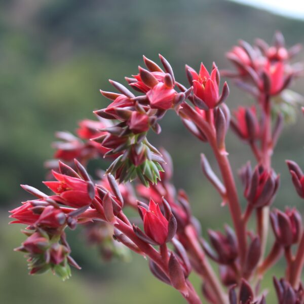 Echeveria 'Black Prince' - immagine 2