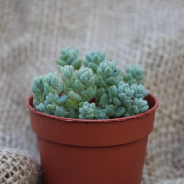 Sedum dasyphyllum var. glanduliferum