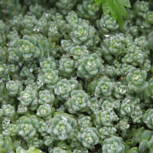 Sedum dasyphyllum var. glanduliferum - immagine 3