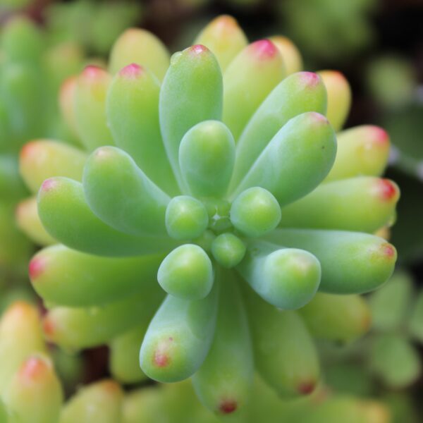 Sedum pachyphyllum