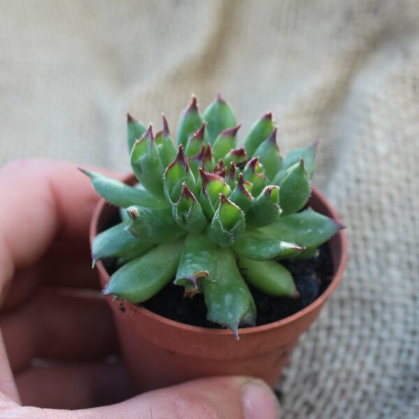 Sempervivum tectorum 'Oddity'