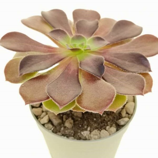 Aeonium arboreum var. atropurpureum