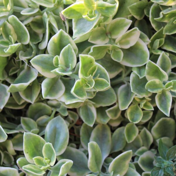 Aptenia cordifolia 'Variegata' - immagine 3