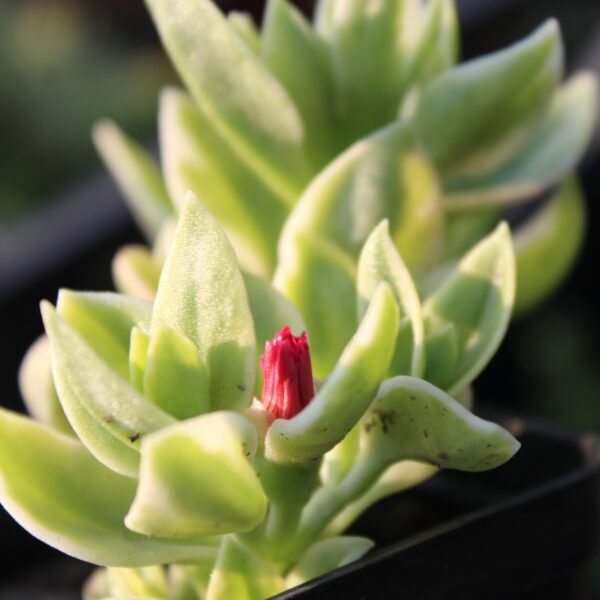 Aptenia cordifolia 'Variegata' - immagine 2