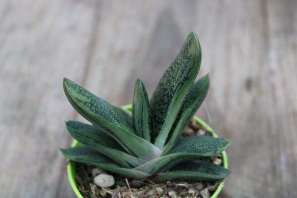 Gasteria 'Little Warty'