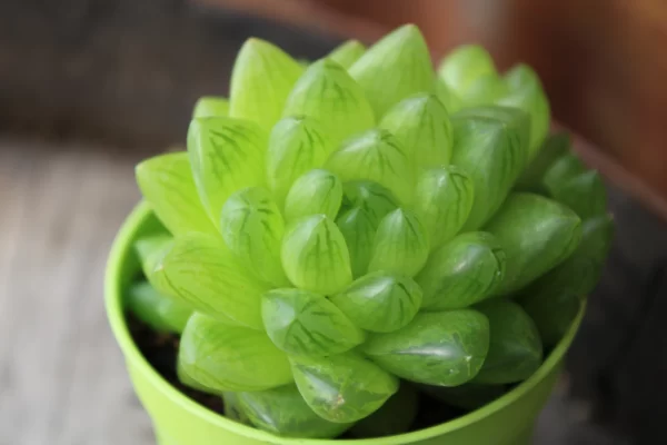 Haworthia cooperi