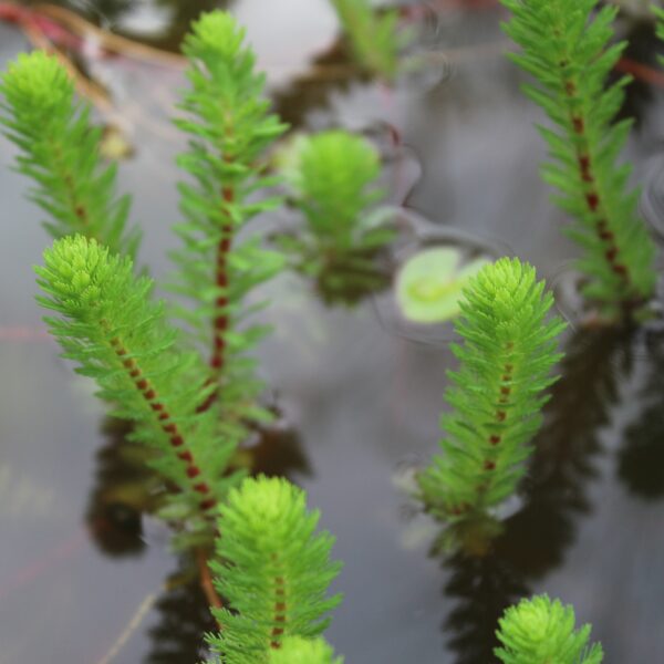 Myriophyllum sp. 'Roraima'