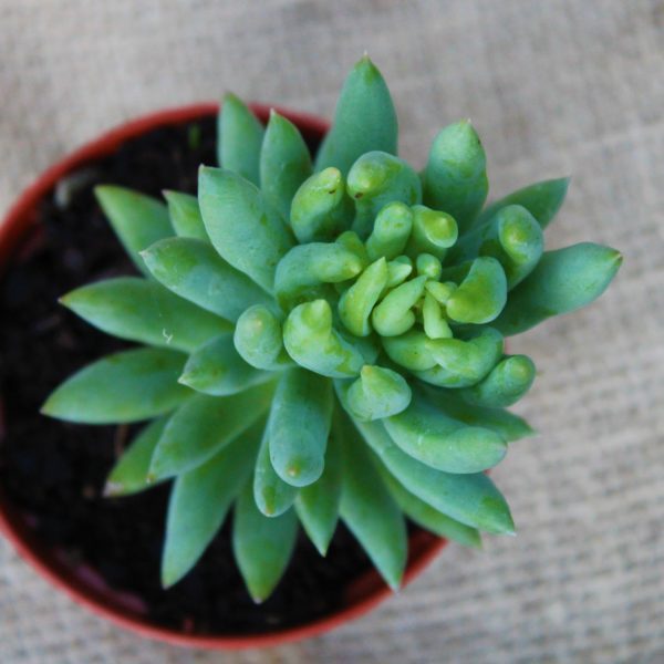 Sedeveria 'Harry Butterfield'
