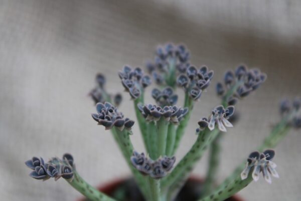 Kalanchoe tubiflora - immagine 2