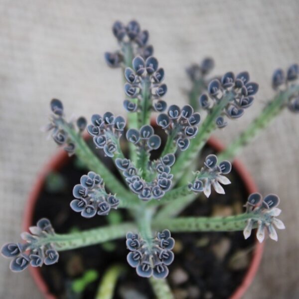 Kalanchoe tubiflora