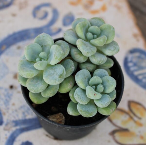 Sedum clavatum - immagine 2