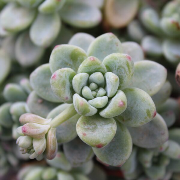 Sedum clavatum
