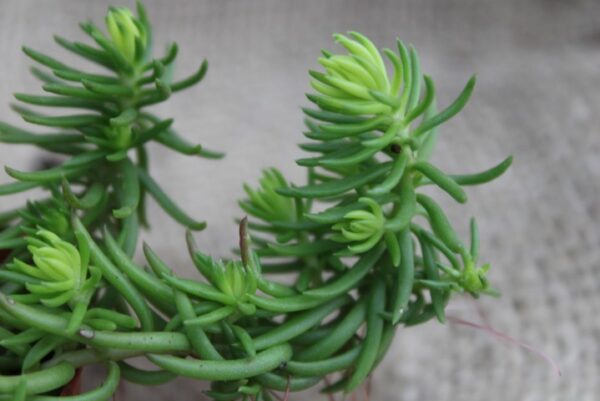 Sedum reflexum 'Angelina' - immagine 2