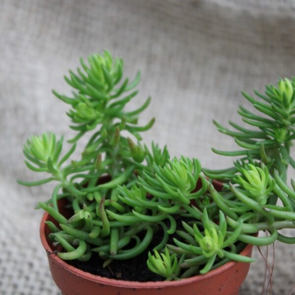 Sedum reflexum 'Angelina'