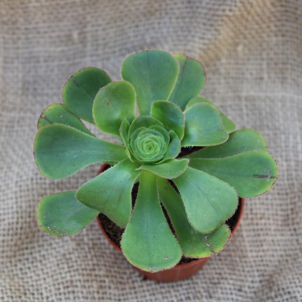 Aeonium undulatum