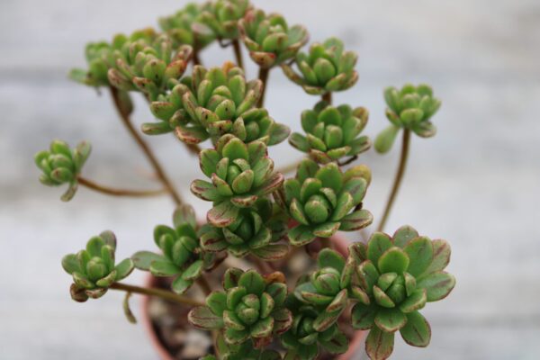 Aeonium sedifolium - immagine 3