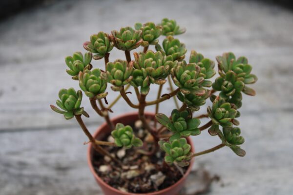Aeonium sedifolium - immagine 2