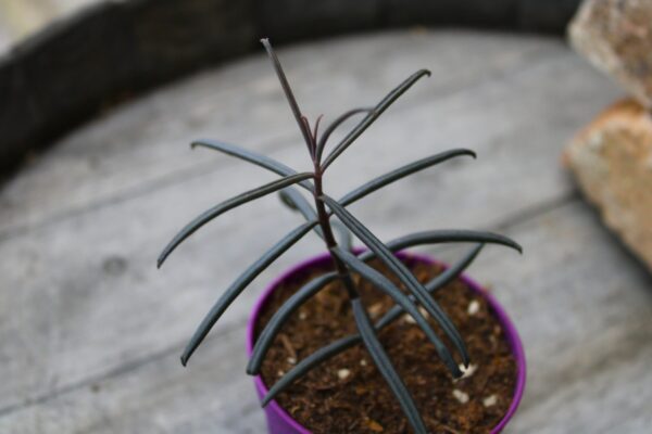 Kalanchoe beauverdii