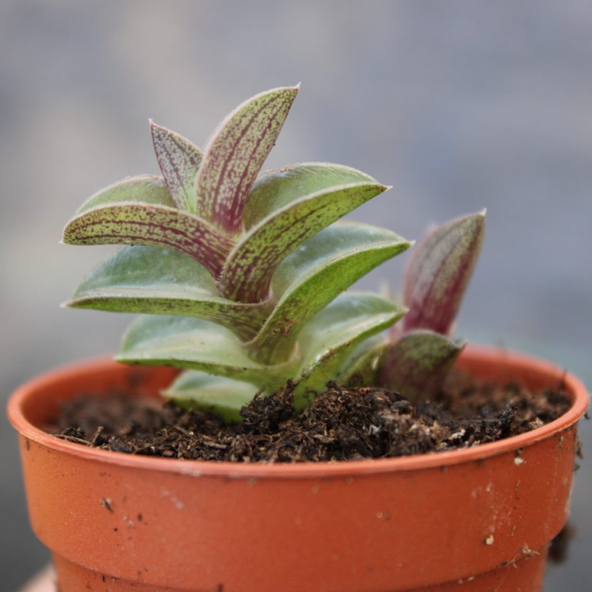 Tradescantia navicularis - La Boutique del Verde