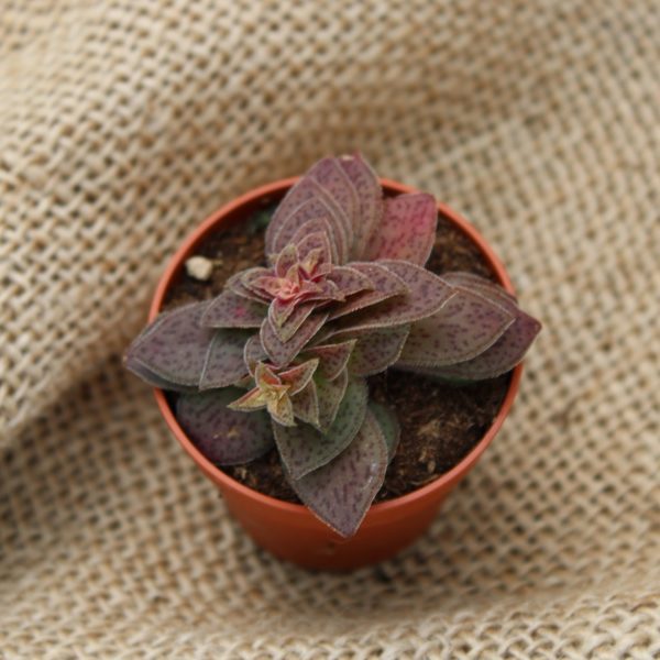 Crassula exilis subsp. picturata