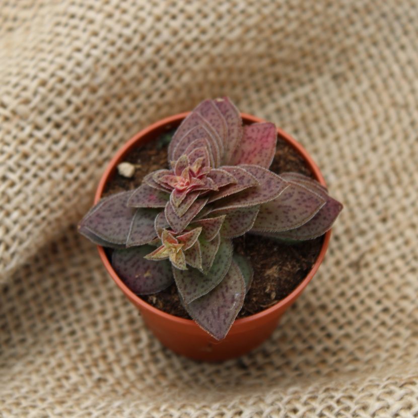 Crassula exilis subsp. picturata
