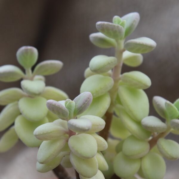 Plectranthus socotranus