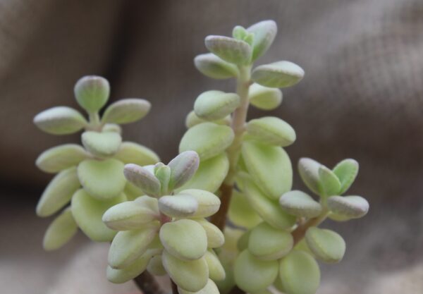 Plectranthus socotranus - immagine 3