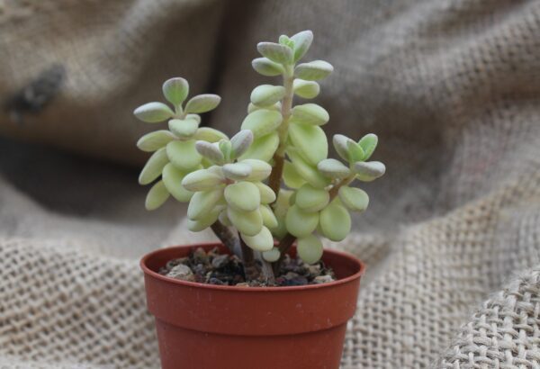 Plectranthus socotranus - immagine 2