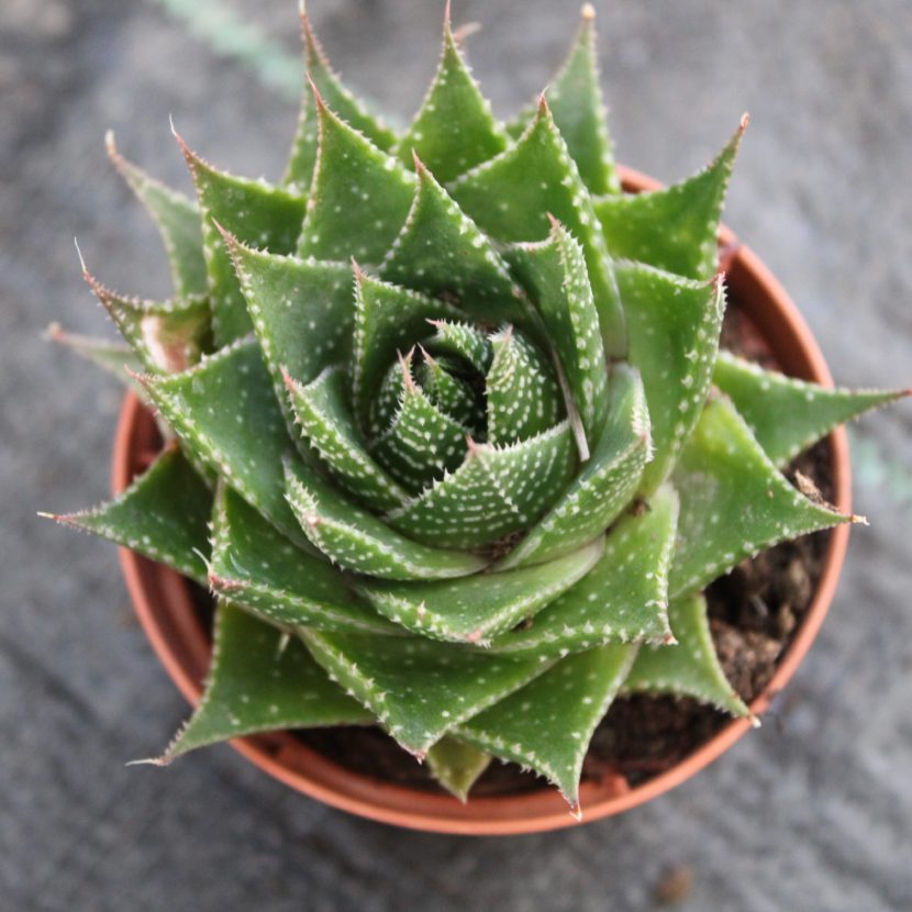 Aloe 'Cosmo' - La Boutique del Verde