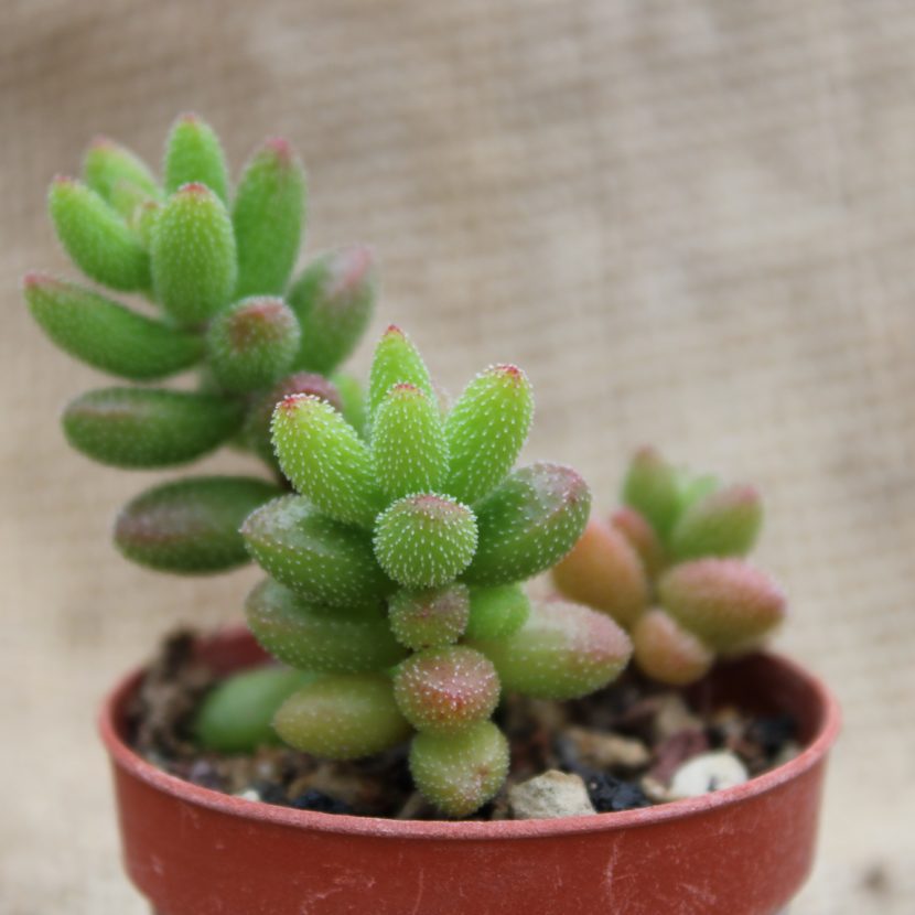 Crassula hirtipes - La Butique del Verde