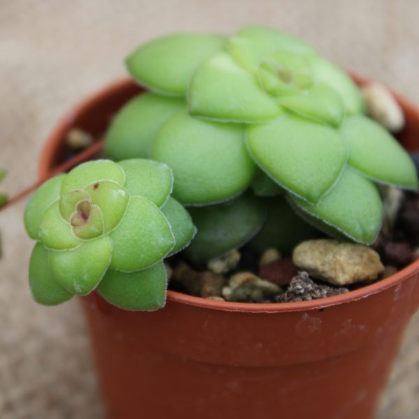 Crassula orbicularis - La Boutique del Verde