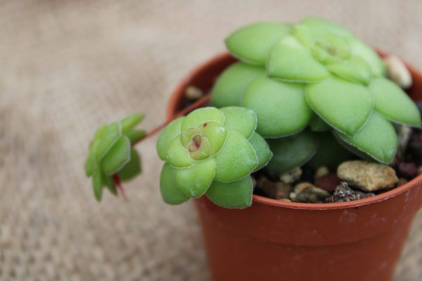Crassula orbicularis - La Boutique del Verde
