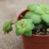Crassula orbicularis - La Boutique del Verde