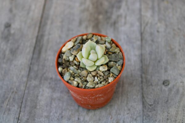 Echeveria 'Clara' - immagine 2
